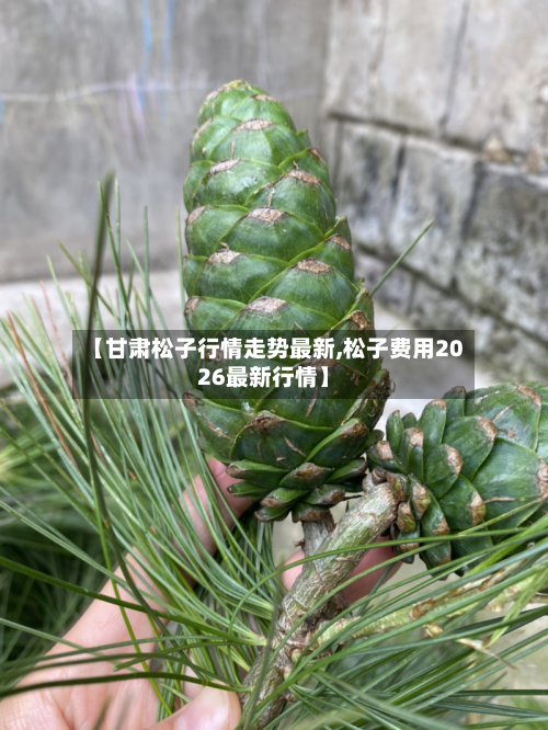 【甘肃松子行情走势最新,松子费用2026最新行情】-第2张图片