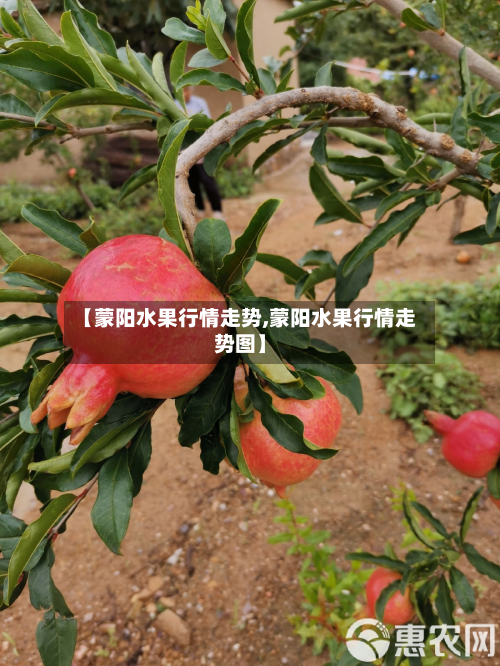 【蒙阳水果行情走势,蒙阳水果行情走势图】-第3张图片
