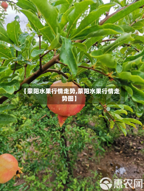 【蒙阳水果行情走势,蒙阳水果行情走势图】