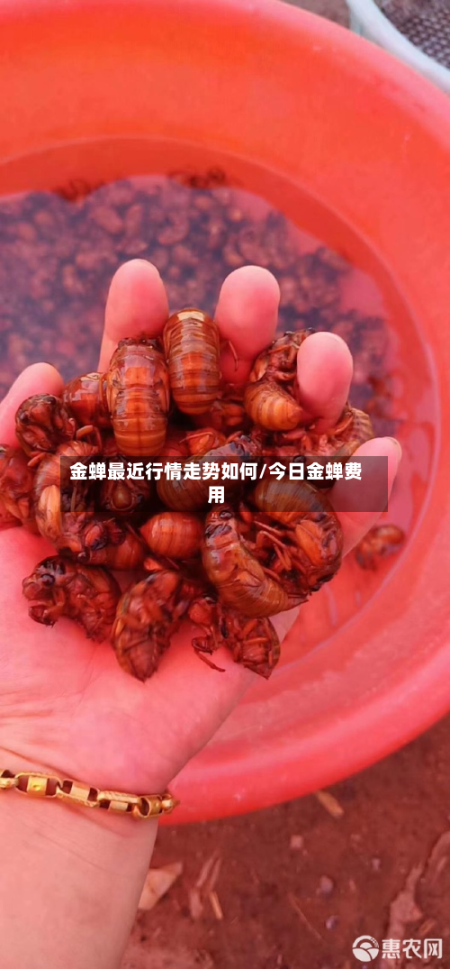 金蝉最近行情走势如何/今日金蝉费用