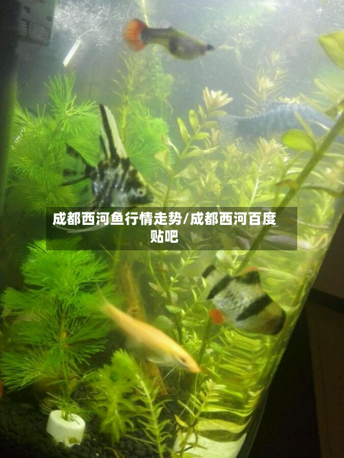 成都西河鱼行情走势/成都西河百度贴吧-第2张图片