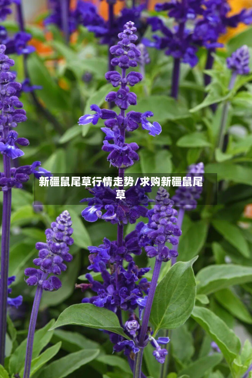 新疆鼠尾草行情走势/求购新疆鼠尾草-第2张图片