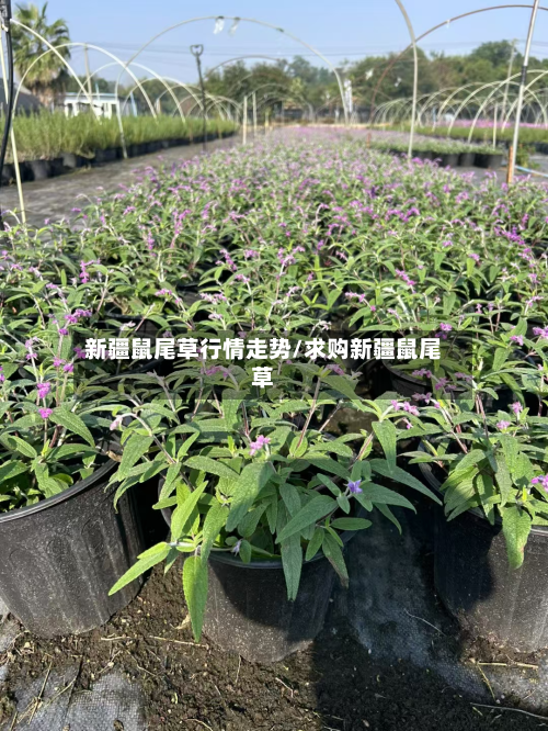 新疆鼠尾草行情走势/求购新疆鼠尾草