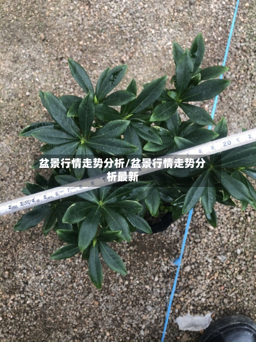 盆景行情走势分析/盆景行情走势分析最新