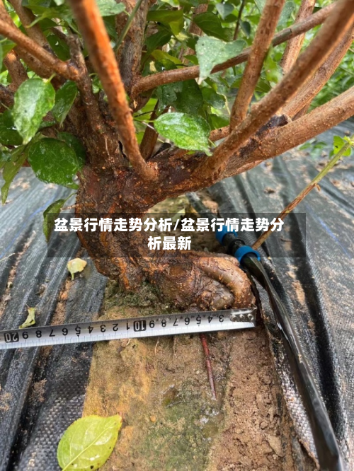 盆景行情走势分析/盆景行情走势分析最新-第3张图片