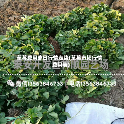 草莓费用昨日行情走势(草莓市场行情费用表)-第2张图片