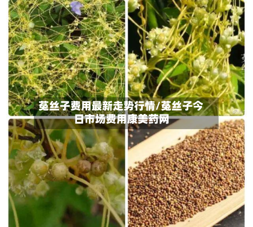 菟丝子费用最新走势行情/菟丝子今日市场费用康美药网-第2张图片
