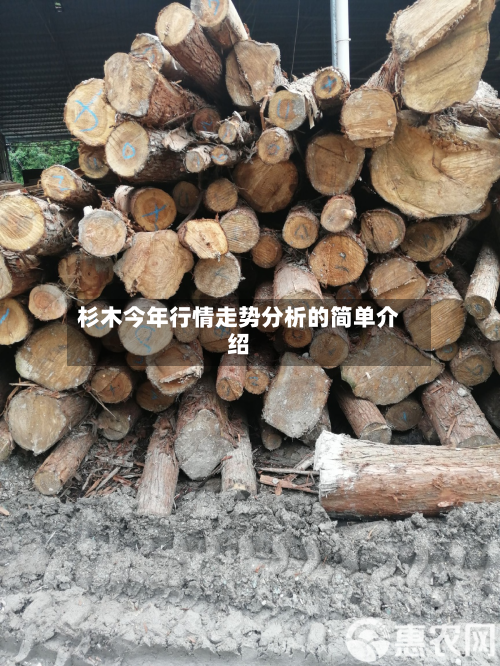 杉木今年行情走势分析的简单介绍