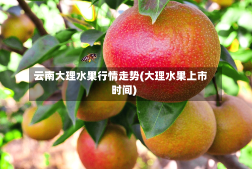 云南大理水果行情走势(大理水果上市时间)