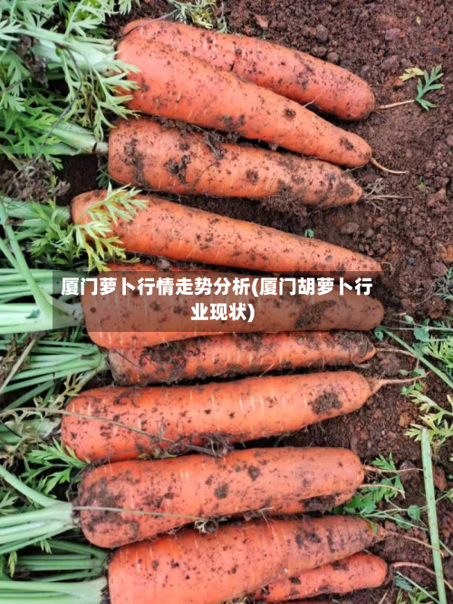 厦门萝卜行情走势分析(厦门胡萝卜行业现状)