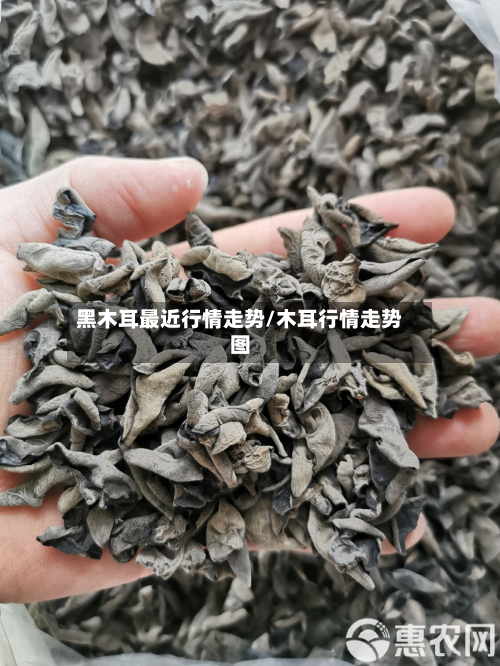 黑木耳最近行情走势/木耳行情走势图