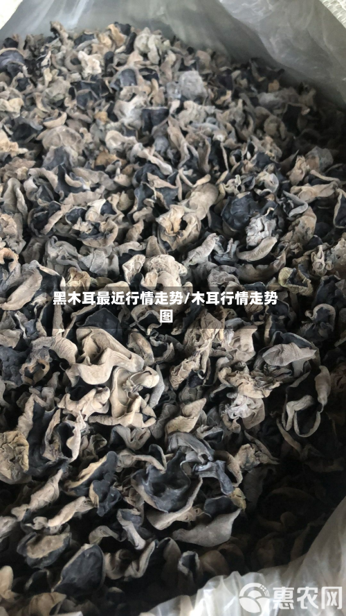 黑木耳最近行情走势/木耳行情走势图-第2张图片