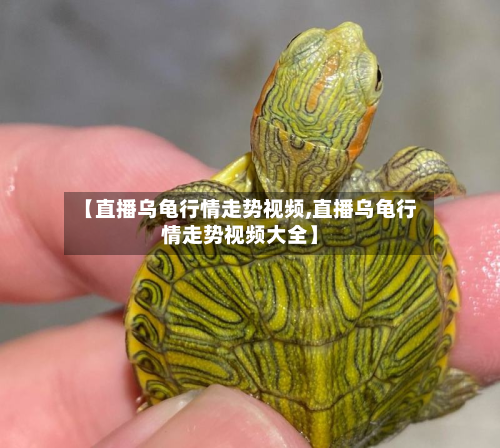 【直播乌龟行情走势视频,直播乌龟行情走势视频大全】-第3张图片
