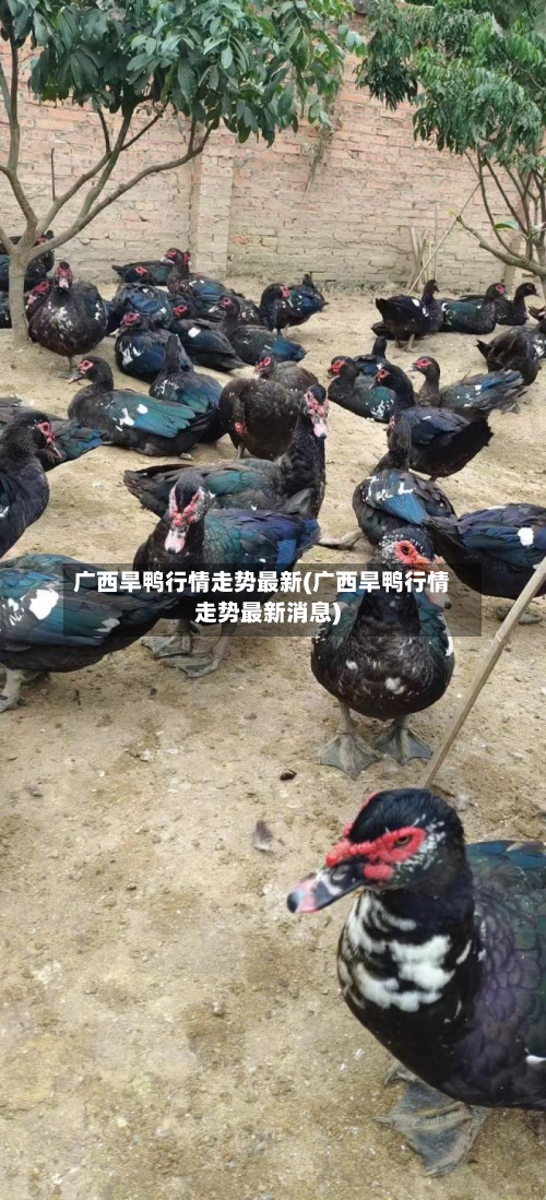 广西旱鸭行情走势最新(广西旱鸭行情走势最新消息)
