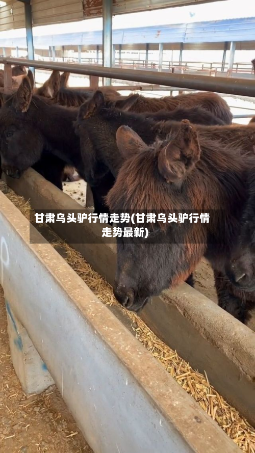 甘肃乌头驴行情走势(甘肃乌头驴行情走势最新)