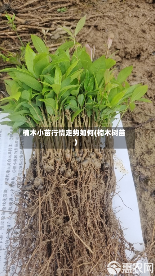 楠木小苗行情走势如何(楠木树苗)