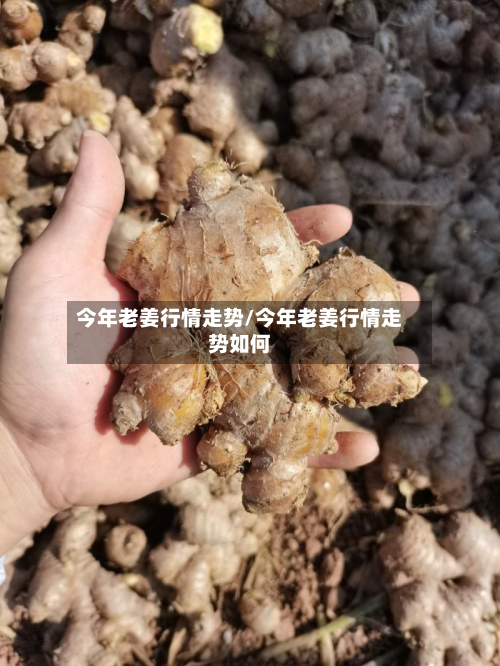今年老姜行情走势/今年老姜行情走势如何-第2张图片