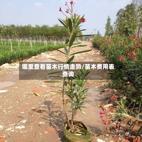 哪里查看苗木行情走势/苗木费用表查询-第2张图片