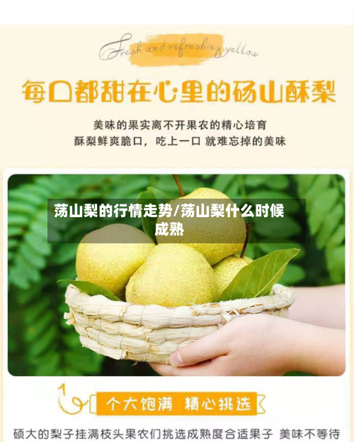 荡山梨的行情走势/荡山梨什么时候成熟-第2张图片