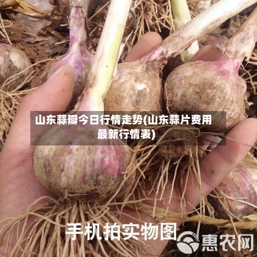 山东蒜瓣今日行情走势(山东蒜片费用最新行情表)-第2张图片