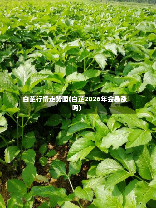 白芷行情走势图(白芷2026年会暴涨吗)-第2张图片