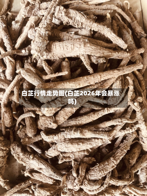 白芷行情走势图(白芷2026年会暴涨吗)