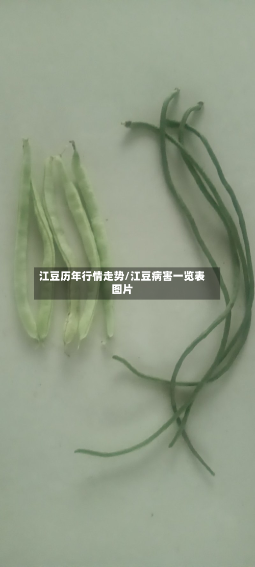 江豆历年行情走势/江豆病害一览表图片