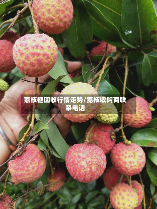 荔枝框回收行情走势/荔枝收购商联系电话-第3张图片