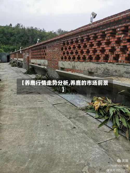 【养鹿行情走势分析,养鹿的市场前景】