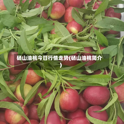 砀山油桃今日行情走势(砀山油桃简介)