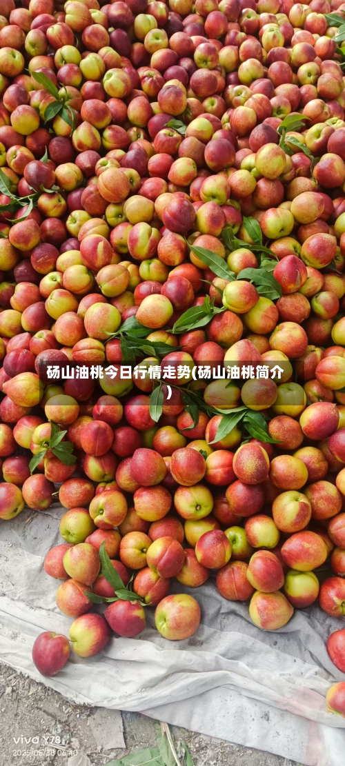 砀山油桃今日行情走势(砀山油桃简介)-第2张图片