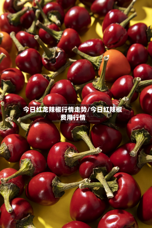 今日红龙辣椒行情走势/今日红辣椒费用行情-第3张图片