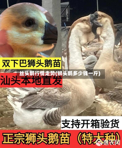 丝头鹅行情走势(蛳头鹅多少钱一斤)