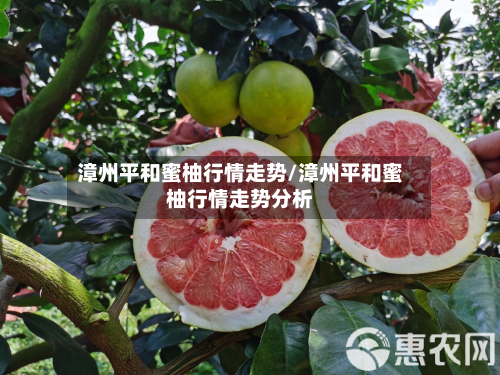 漳州平和蜜柚行情走势/漳州平和蜜柚行情走势分析