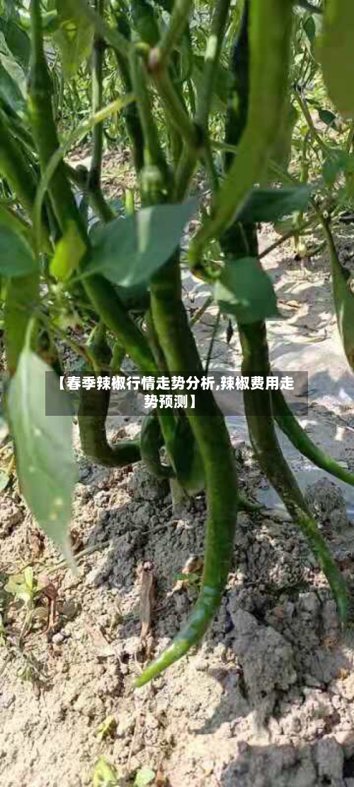 【春季辣椒行情走势分析,辣椒费用走势预测】-第3张图片