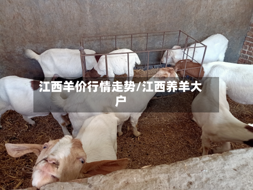 江西羊价行情走势/江西养羊大户-第2张图片