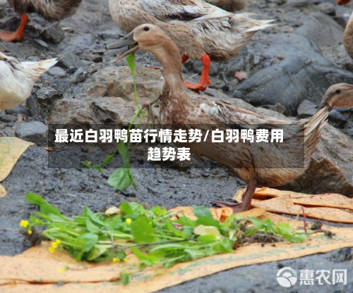 最近白羽鸭苗行情走势/白羽鸭费用趋势表