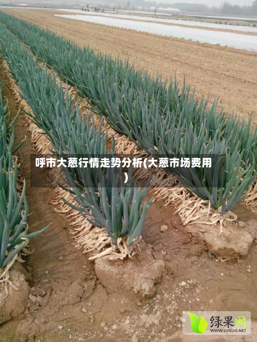 呼市大葱行情走势分析(大葱市场费用)