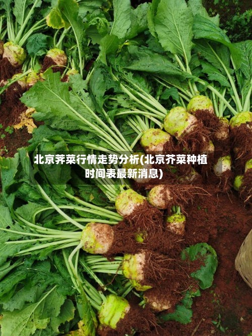 北京荠菜行情走势分析(北京芥菜种植时间表最新消息)