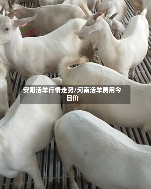 安阳活羊行情走势/河南活羊费用今日价-第2张图片