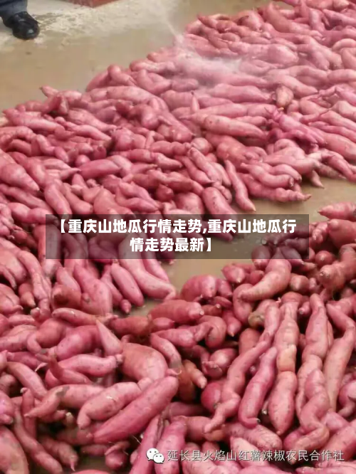 【重庆山地瓜行情走势,重庆山地瓜行情走势最新】