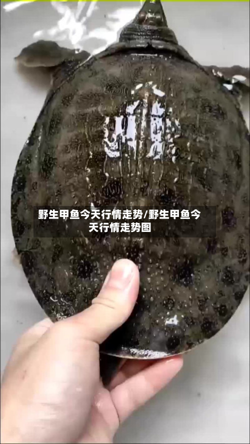 野生甲鱼今天行情走势/野生甲鱼今天行情走势图