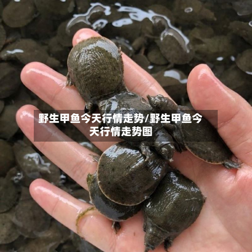 野生甲鱼今天行情走势/野生甲鱼今天行情走势图-第2张图片