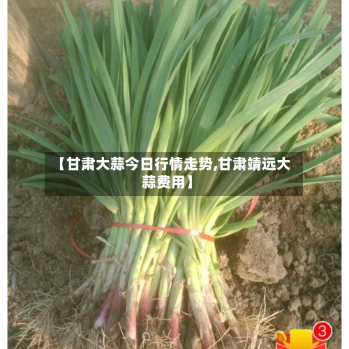 【甘肃大蒜今日行情走势,甘肃靖远大蒜费用】