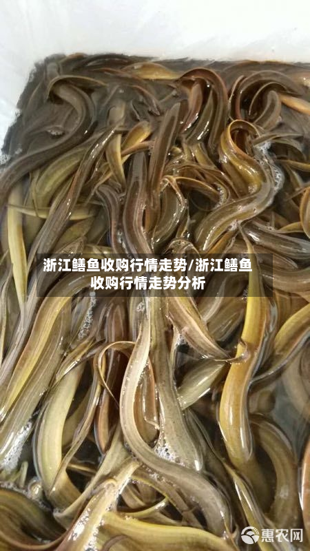 浙江鳝鱼收购行情走势/浙江鳝鱼收购行情走势分析-第2张图片