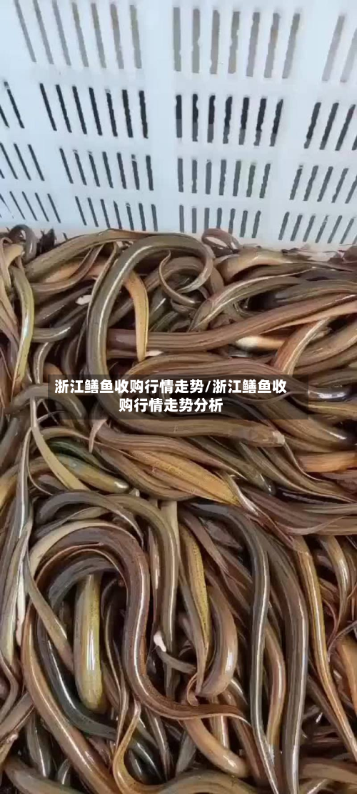 浙江鳝鱼收购行情走势/浙江鳝鱼收购行情走势分析