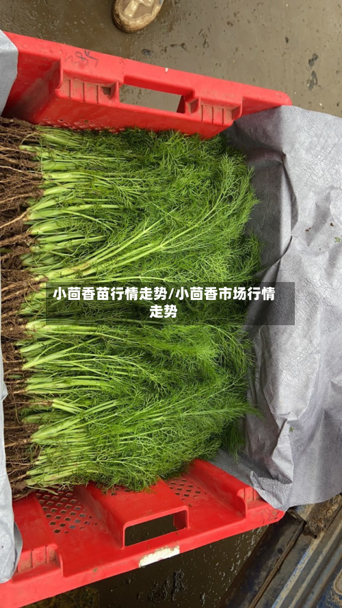 小茴香苗行情走势/小茴香市场行情走势