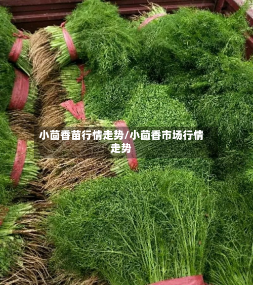 小茴香苗行情走势/小茴香市场行情走势-第2张图片