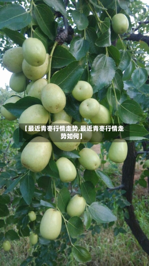 【最近青枣行情走势,最近青枣行情走势如何】