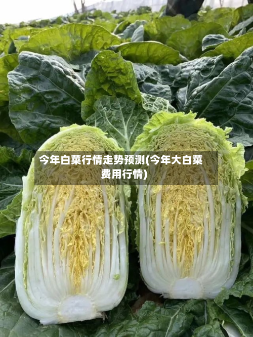 今年白菜行情走势预测(今年大白菜费用行情)